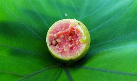 Growing Guava: The Complete Guide to Plant, Care, and Harvest Guava