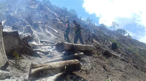 Kebakaran Hebat Hanguskan 15 Hektar Hutan Di Aceh Tengah Terancam Punah