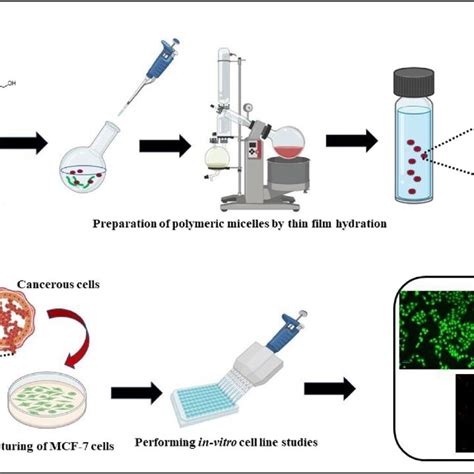 Schematic Representation Of The Preparation Of Polymeric Mixed Micelles