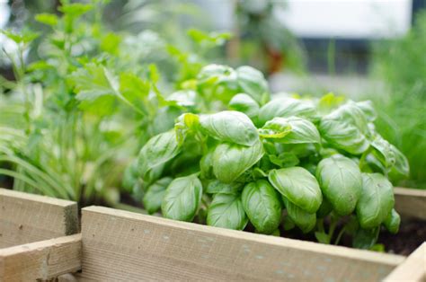 Cultiver ses légumes avec ses enfants Journal ordinaire d une Maman