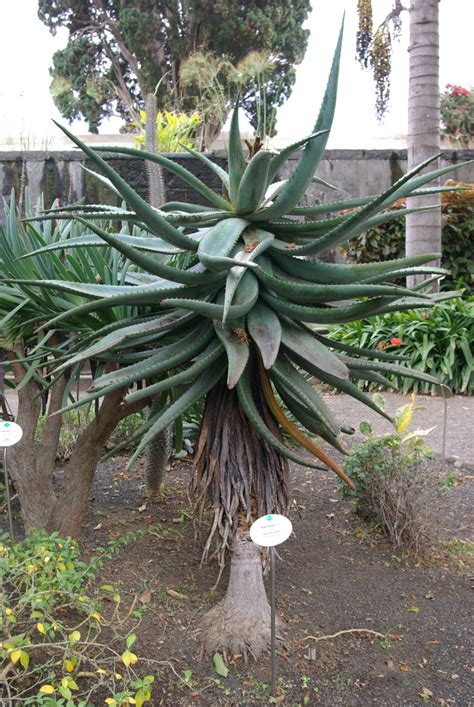 Filealoe Ferox Bw Wikimedia Commons Aloe Plant Succulent Landscaping Succulent Species