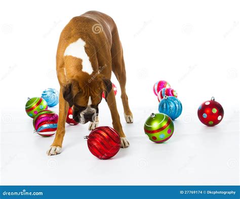 Boxer Dog With Christmas Ornaments Stock Images - Image: 27769174