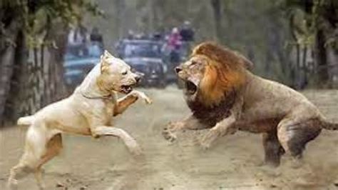 Pitbull Vs Lion