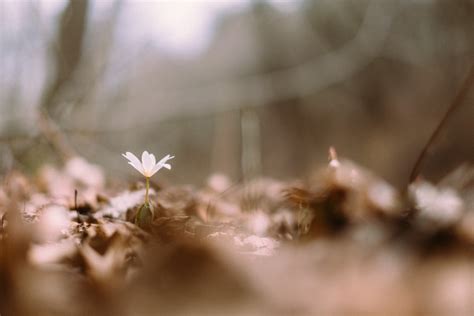 無料画像 木 自然 草 ブランチ 花 工場 写真 太陽光 朝 葉 春 秋 フローラ シーズン 閉じる マクロ