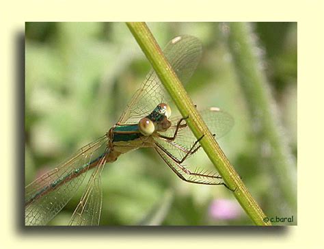 Démons et Merveilles Lestes barbarus Leste barbare