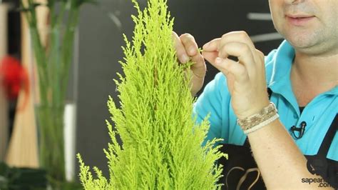 Consejos Esenciales C Mo Cuidar Un Rbol De Pino En Clima C Lido Para