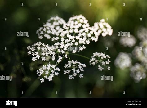 Umbellifer Hi Res Stock Photography And Images Alamy