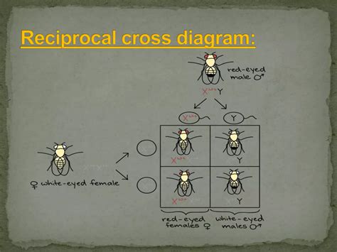 Sex Linked Inheritance Ppt