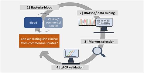 Antibiotics Free Full Text Transcriptome Mining To Identify