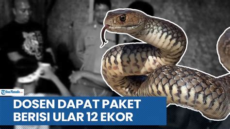 Diteror Dosen Dapat Paket Berisi Ular Ekor Dari Orang Misterius