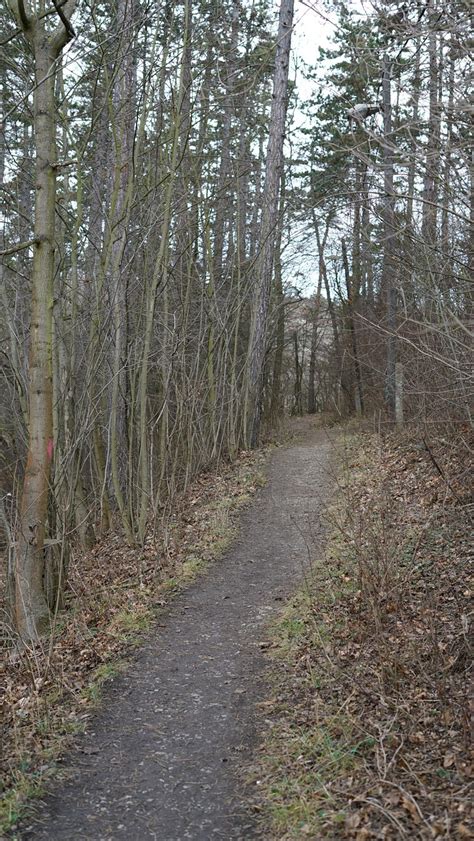 forest trail  photo  pixabay pixabay