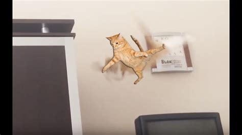 Epic Cat Jump Fail Youtube