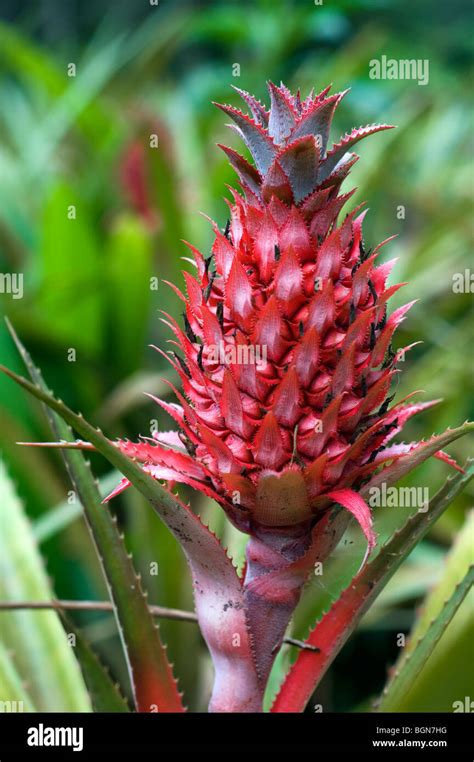 Fleur Plante Ananas Ananas Comosus Costa Rica Photo Stock Alamy