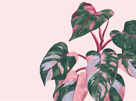 Pink Princess Philodendron By Lillian Cordell On Dribbble