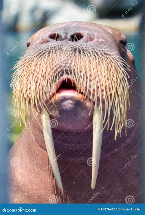 The Walrus Is A Marine Mammal Stock Photo Image Of Issues Arctic