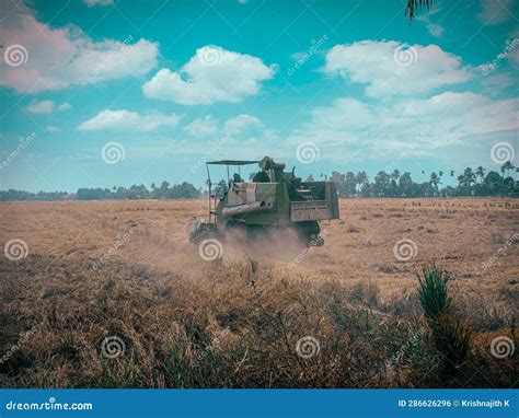 Paddy Harvesting Using the Machine in the Paddy Field Stock Photo - Image of paddy, harvesting ...