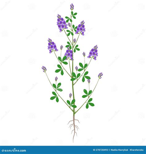 Alfalfa Plant Green Grasses Herbs And Plants Collection Cartoon Vector