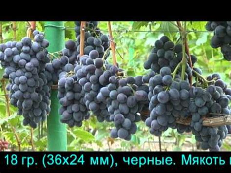 Мавр - YouTube
