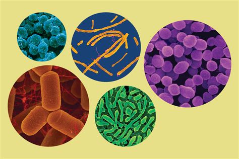 Archaea