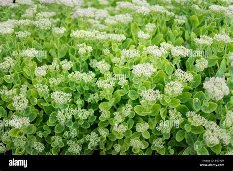 Stonecrop in full bloom Sedum Stock Photo - Alamy