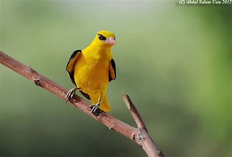 Top 25 Wild Bird Photographs Of The Week 30 National Geographic Blog