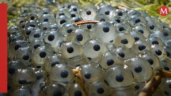 Anfibio que pone huevos y da leche a sus crías es descubierto Grupo