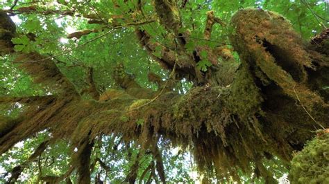 The Hall Of Mosses Trail In Washington Is Like Something From A Dream