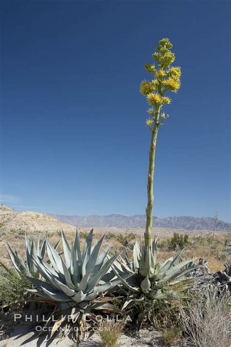 Desert Agave Agave Deserti Photo 11557