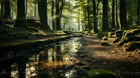 Calm Forest Stock Photos, Images and Backgrounds for Free Download