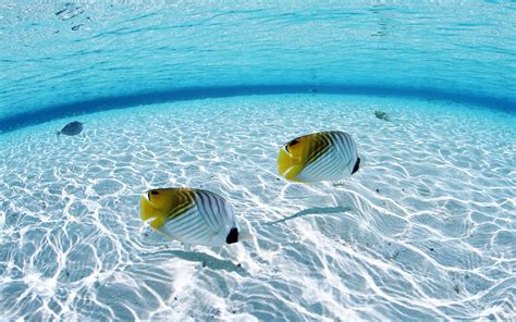 🔥 [50+] Underwater Fish Wallpapers | WallpaperSafari