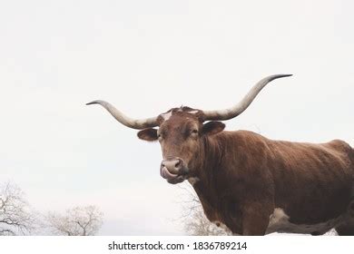 Texas Longhorn Cow Close Funny Face Stock Photo 1836789214 | Shutterstock