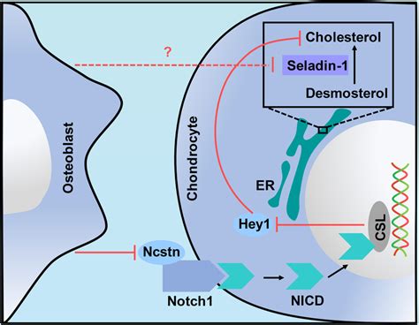 Schematic Diagram Illustrating The Mechanism Of Osteoblastinduced