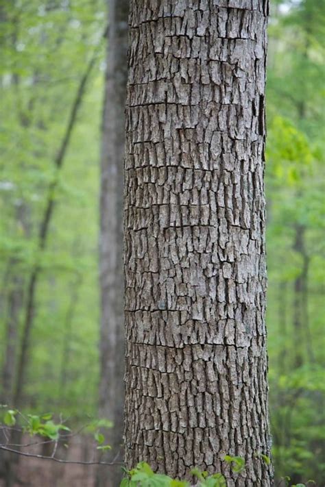 Free picture: pine, tree, bark