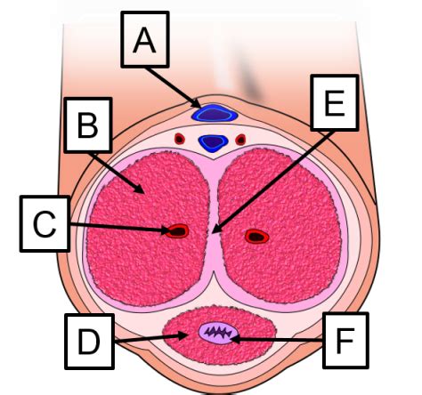 Male Genital Diagram Quizlet