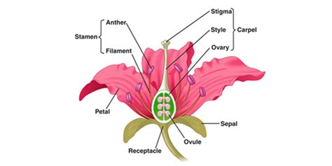 Morphology Parts Of Plant And Structure Of Flower Byjus