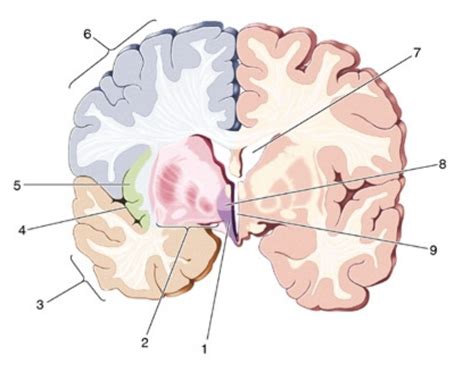 Neur Neuroanatomy Worksheet Forebrain At Thalamus Telencephalon