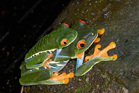 Red Eyed Tree Frogs Mating Stock Image C002 1677 Science Photo