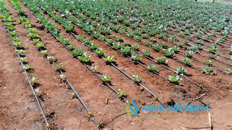 Drip Irrigation Kits In Kenya Aqua Hub Kenya