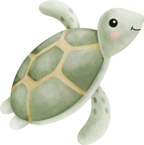 Cute Turtle Watercolor Nursery Clipart Character Png