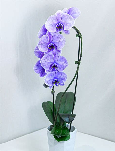 Large Dyed Purple Orchid with Pot - Flower & Plant Free Delivery ...