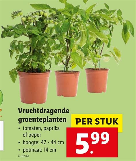 Vruchtdragende Groenteplanten Promotie Bij Lidl