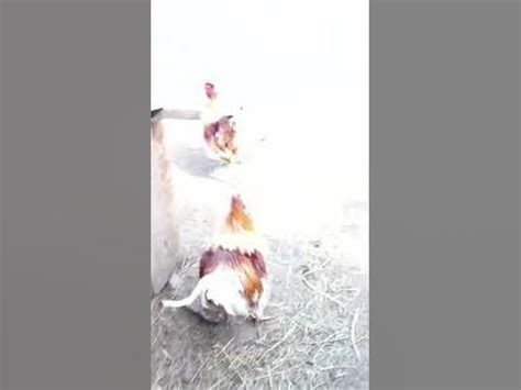 Драчуны - YouTube