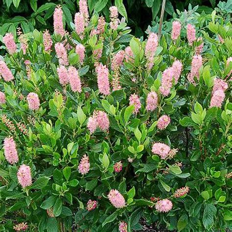 Clethra Ruby Spice Summersweet Sugar Creek Gardens