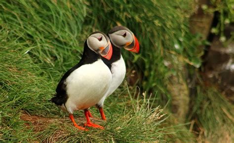 Papageientaucher Ein Seevogel Der Auch In Der Bretagne Zu Sehen Ist