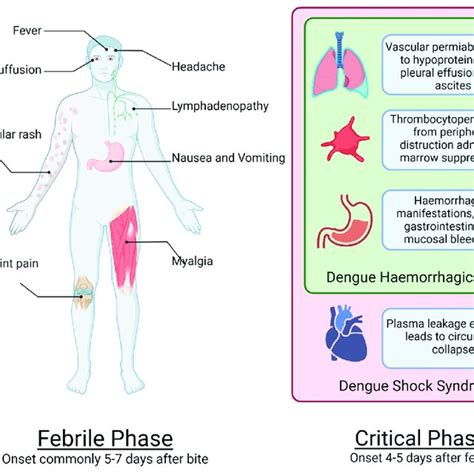 Systemic Effects Of Dengue And Time Course Of Infection Download Scientific Diagram