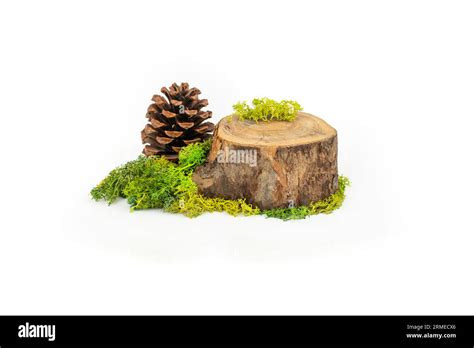 Tree Trunk Cross Section With Stabilized Lichen And A Pine Cone