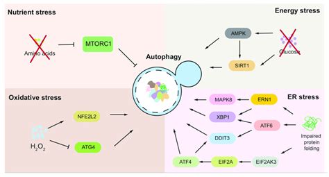 Summary Of Autophagy Regulation Under Stress Mammalian Systems Are