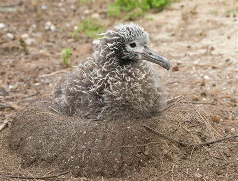 Foam Albatross Baby Pictures