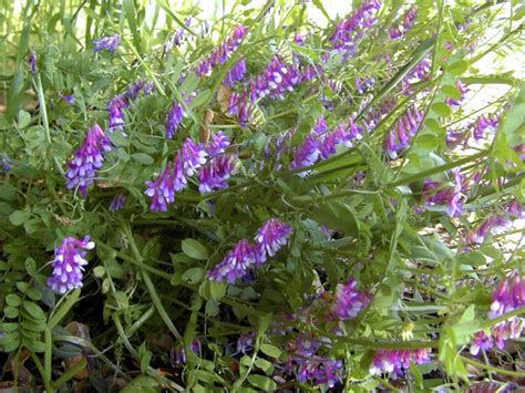 Hairy Vetch Plant