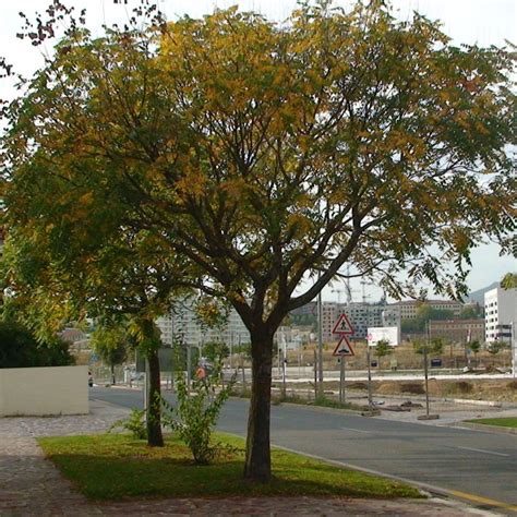 Golden Rain Tree | Star Nursery Garden and Rock Centers